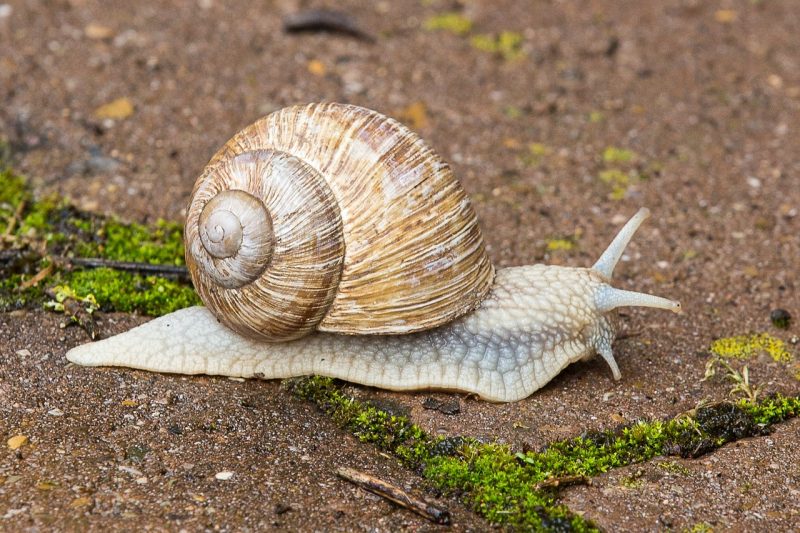 Planten waar slakken niet van houden