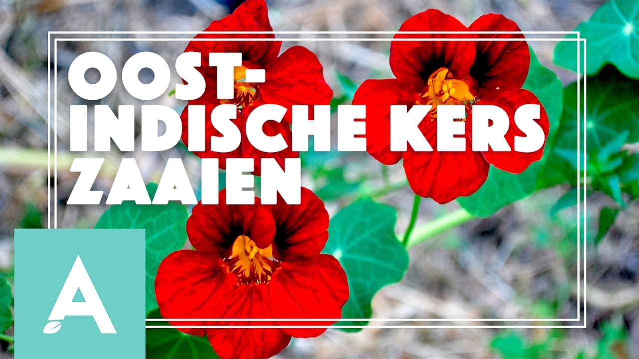 Oost-Indische kers en zonnebloemen zaaien! – Grow, Cook, Eat #22