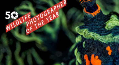 WEB_WPY_current_770x360-1