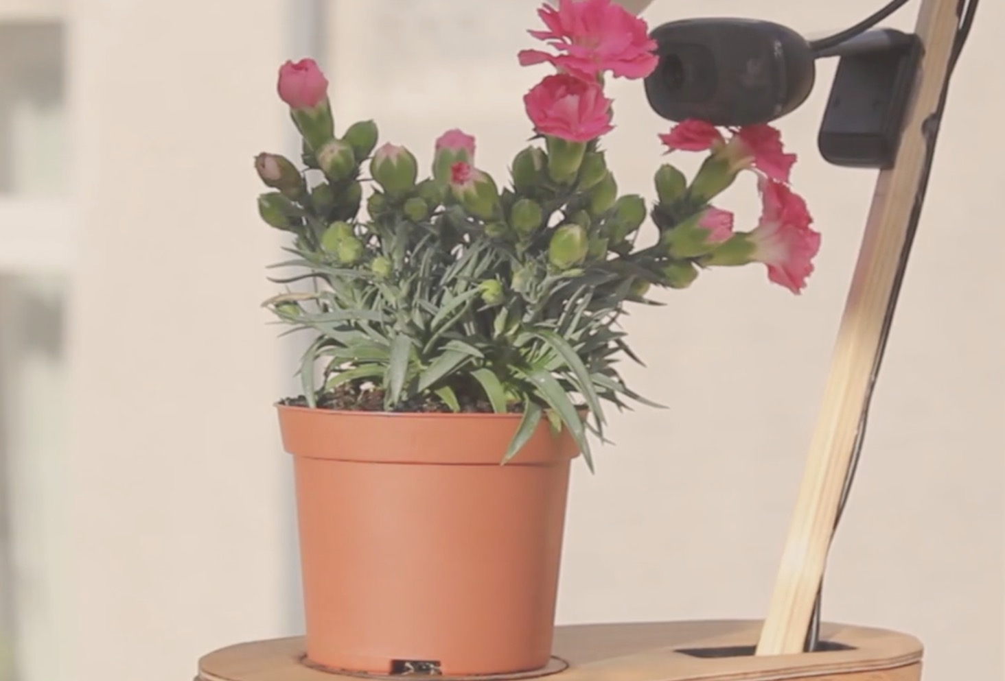 Deze plant maakt zijn eigen… selfies!