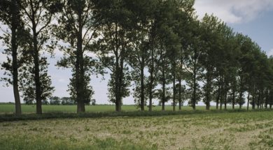 Populieren