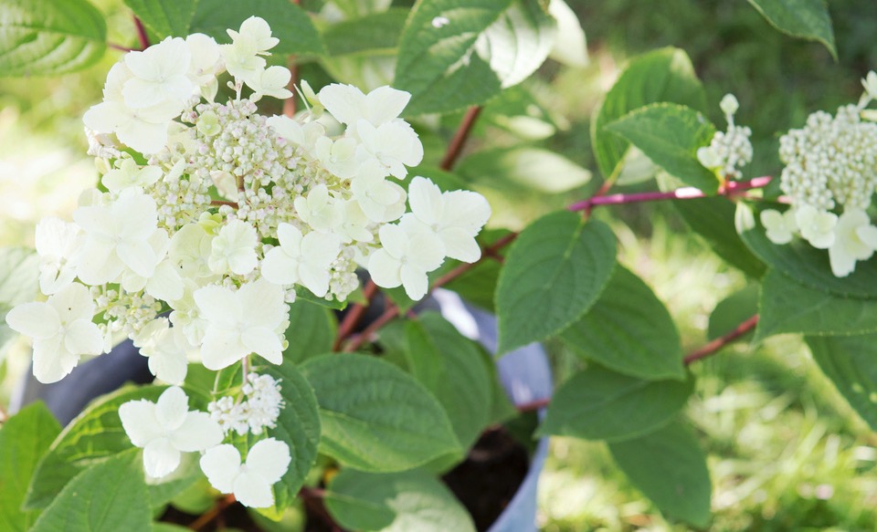 Pluimhortensia in spotlights