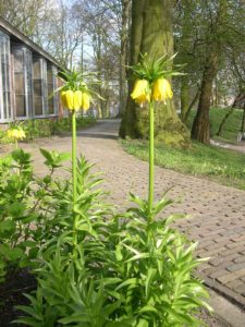 Fritillaria_imperialis geel