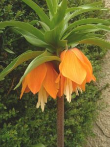 Fritillaria_imperialis3