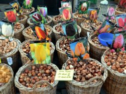 flower-bulbs-494399_960_720