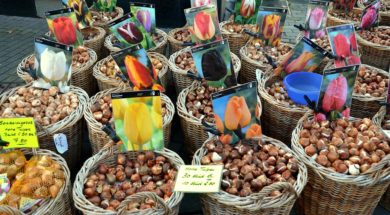 flower-bulbs-494399_960_720