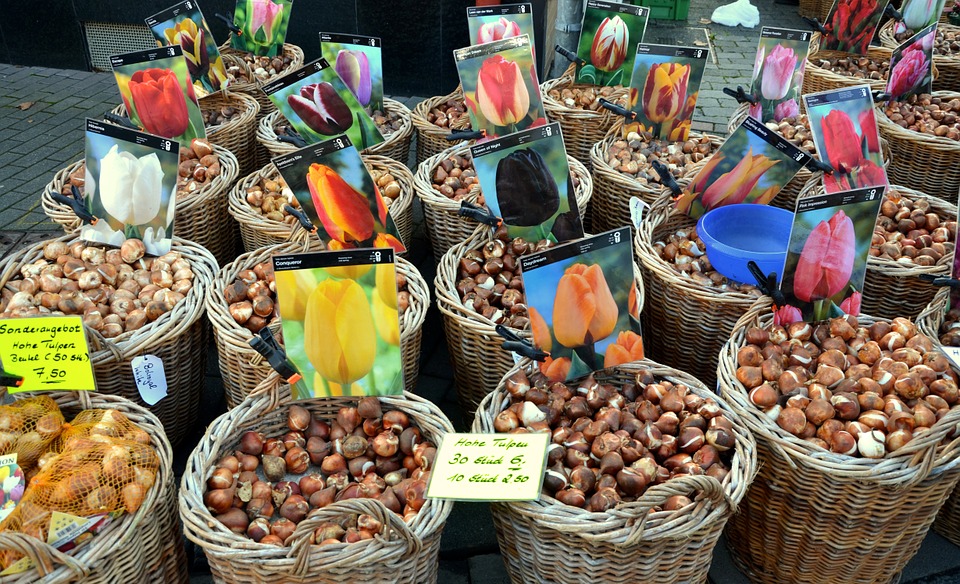 Schone bloembollen, schone sloten