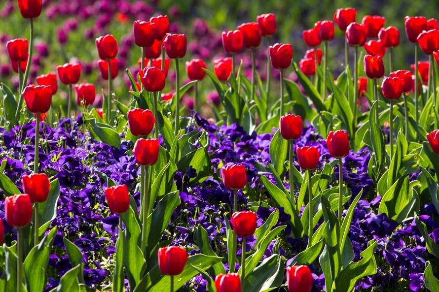 tulips-spring-light-colorful-large