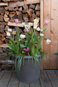 Lasagnebeplanting: klaar! Tulpen