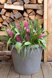 Lasagnebeplanting: Klaar! Hyacinthen