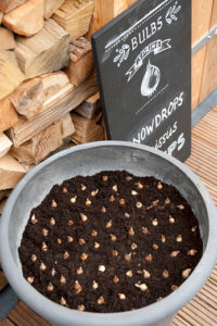 Lasagnebeplanting: sneeuwklokje 2