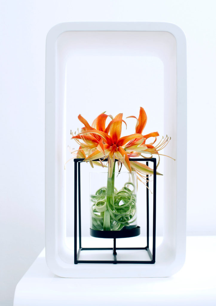 Amaryllis