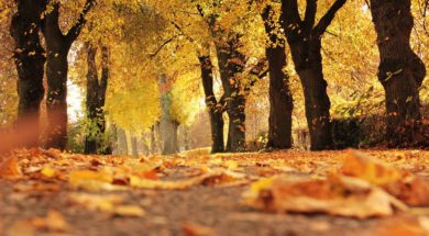 Herfstbladeren