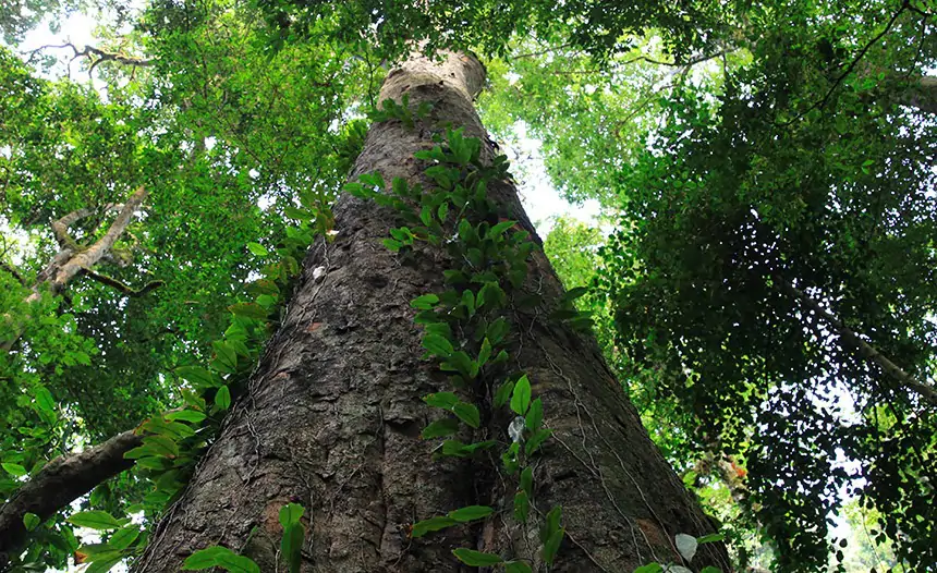 Hoogste boom van Afrika