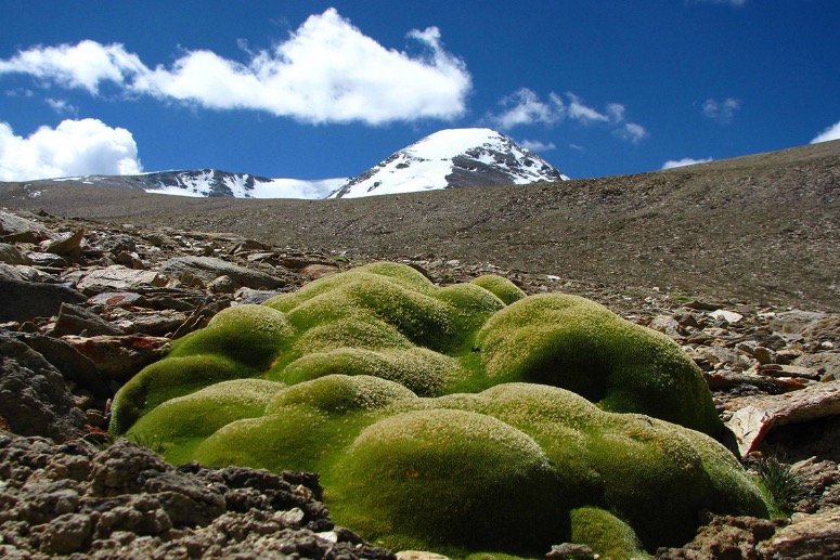 Hoogste planten ter wereld ontdekt op 6km boven zeespiegel