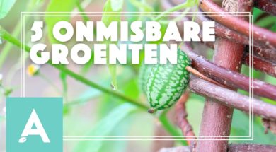 Onmisbare groenten – Angelo