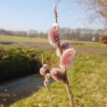 roze wilgenkatje