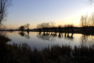 wilgen bij water