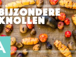 Bijzondere knollen