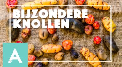 Bijzondere knollen
