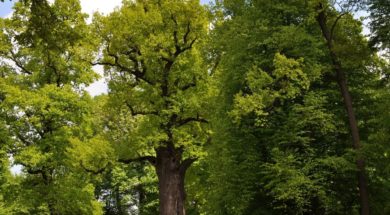 Boom van het Jaar 2017