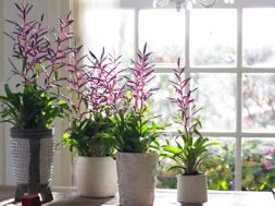 Bromelia