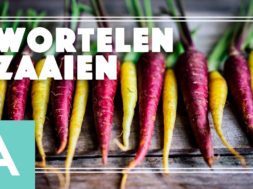 Wortelen zaaien – Angelo