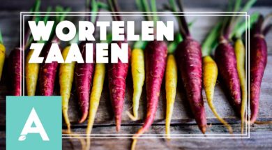 Wortelen zaaien – Angelo