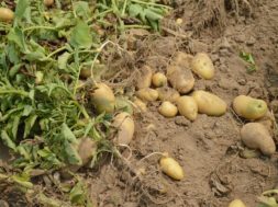 aardappels oogsten