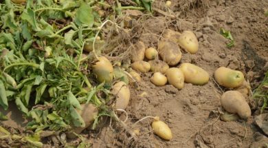aardappels oogsten