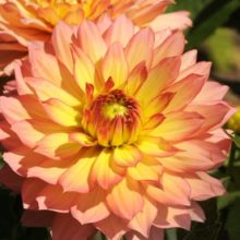 dahlia bridge view aloha