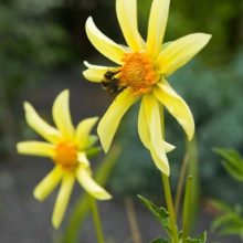 dahlia honka