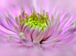 Roze Dahlia