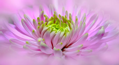 Roze Dahlia