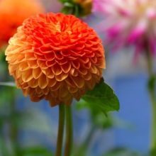 dahlia souvenir d'été