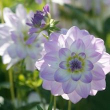 dahlia twilight time