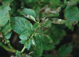 phytophthorablad