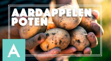 Aardappels poten – Angelo