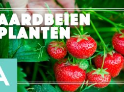Aardbeien planten – Angelo