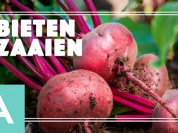 Bieten zaaien – Angelo