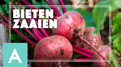 Bieten zaaien – Angelo