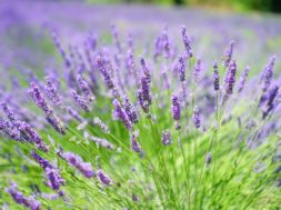 Lavendel-247Green
