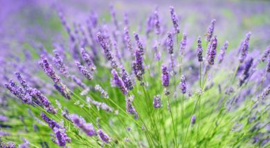 Lavendel-247Green