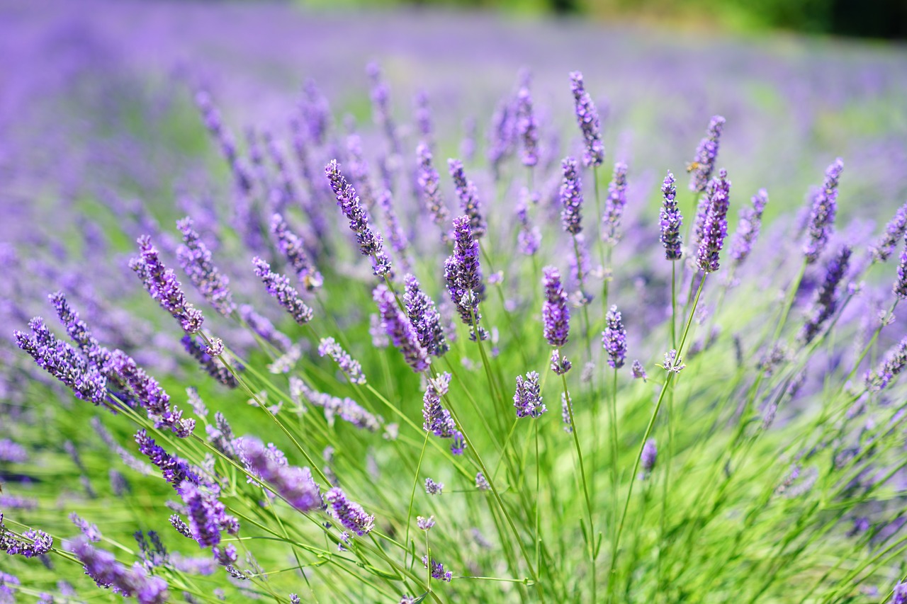 Lavendel snoeien