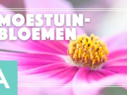 Moestuinbloemen