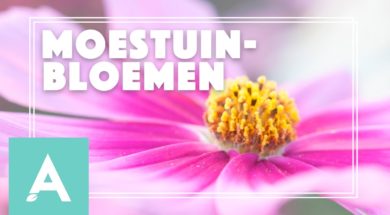 Moestuinbloemen