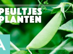 Peultjes planten – Angelo