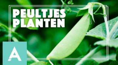 Peultjes planten – Angelo