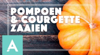 Pompoen en Courgette zaaien – Angelo