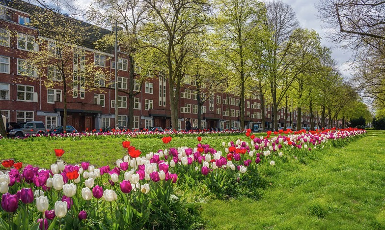 Tulp Festival